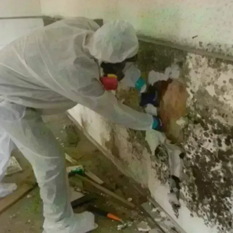 Mold Remediation and Removal in Atlanta, GA